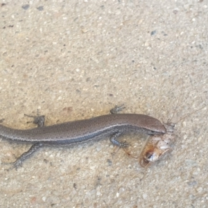 Lampropholis delicata at Latham, ACT - 10 Dec 2022 02:06 PM