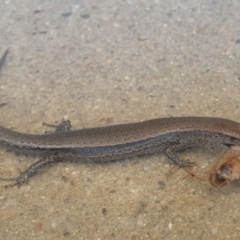 Lampropholis delicata at Latham, ACT - 10 Dec 2022 02:06 PM