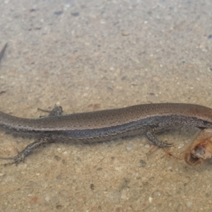 Lampropholis delicata at Latham, ACT - 10 Dec 2022 02:06 PM