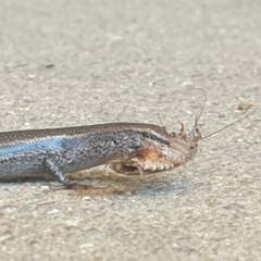 Lampropholis delicata at Latham, ACT - 10 Dec 2022 02:06 PM