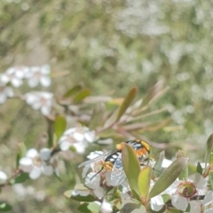 Scaptia sp. (genus) (March fly) at Coree, ACT - 11 Dec 2022 by LD12