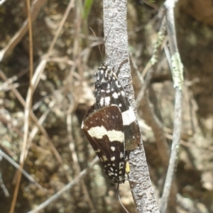 Idalima affinis at Coree, ACT - 11 Dec 2022 11:34 AM