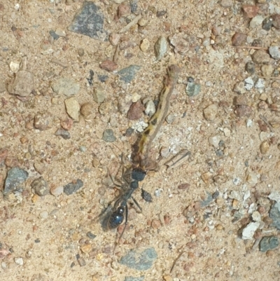 Myrmecia tarsata (Bull ant or Bulldog ant) at Coree, ACT - 11 Dec 2022 by LD12