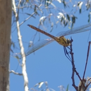 Hemicordulia tau at Coree, ACT - 11 Dec 2022