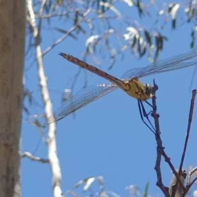 Hemicordulia tau (Tau Emerald) at Coree, ACT - 11 Dec 2022 by LD12