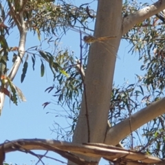 Hemicordulia tau at Coree, ACT - 11 Dec 2022