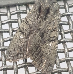 Neumichtis nigerrima at Latham, ACT - 20 Dec 2022 12:42 PM