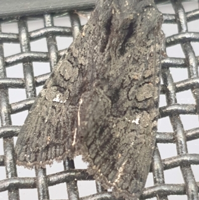 Neumichtis nigerrima (Black Turnip Moth) at Latham, ACT - 20 Dec 2022 by LD12
