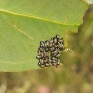 Paropsis atomaria at Hawker, ACT - 31 Dec 2022