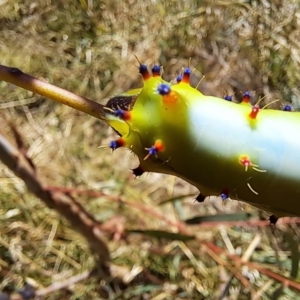 Opodiphthera eucalypti at Molonglo Valley, ACT - 8 Jan 2023