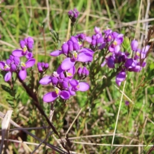 Comesperma retusum at Cotter River, ACT - 8 Jan 2023 11:11 AM