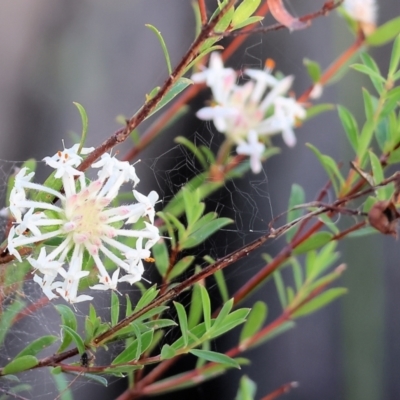 Pimelea linifolia (Slender Rice Flower) at Pambula Beach, NSW - 27 Dec 2022 by KylieWaldon