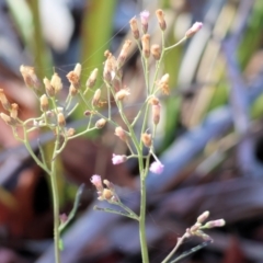 Cyanthillium cinereum (Purple Fleabane) at Pambula Beach, NSW - 28 Dec 2022 by KylieWaldon