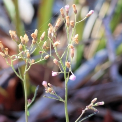 Cyanthillium cinereum (Purple Fleabane) at Pambula Beach, NSW - 27 Dec 2022 by KylieWaldon