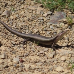 Pseudemoia entrecasteauxii (Woodland Tussock-skink) at Cotter River, ACT - 8 Jan 2023 by MatthewFrawley