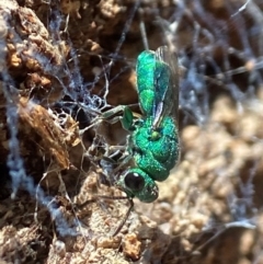 Primeuchroeus sp. (genus) (Cuckoo Wasp) at ANBG - 9 Jan 2023 by AJB