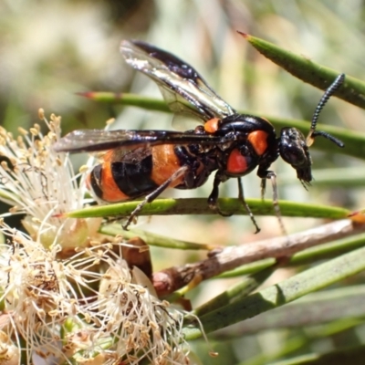 Pterygophorus cinctus (Bottlebrush sawfly) at Murrumbateman, NSW - 9 Jan 2023 by SimoneC