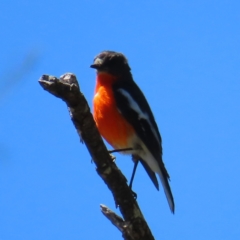 Petroica phoenicea (Flame Robin) at Namadgi National Park - 8 Jan 2023 by MatthewFrawley