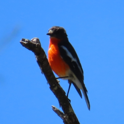 Petroica phoenicea (Flame Robin) at Cotter River, ACT - 8 Jan 2023 by MatthewFrawley