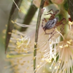 Badumna (genus) (Lattice-web spider) at Murrumbateman, NSW - 9 Jan 2023 by SimoneC