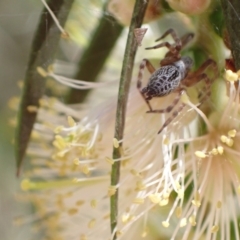 Badumna sp. (genus) (Lattice-web spider) at Murrumbateman, NSW - 9 Jan 2023 by SimoneC