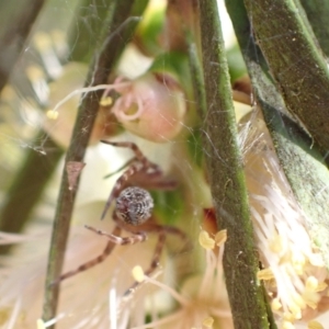 Badumna sp. (genus) at Murrumbateman, NSW - 9 Jan 2023