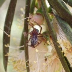 Badumna sp. (genus) at Murrumbateman, NSW - 9 Jan 2023