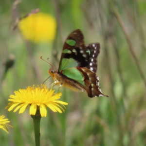 Graphium macleayanum at Cotter River, ACT - 8 Jan 2023