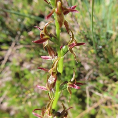 Paraprasophyllum tadgellianum (Tadgell's leek orchid) at Cotter River, ACT - 8 Jan 2023 by MatthewFrawley