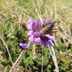 Euphrasia caudata (Tailed Eyebright) at Cotter River, ACT - 8 Jan 2023 by MatthewFrawley