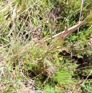 Euphrasia caudata at Cotter River, ACT - 8 Jan 2023