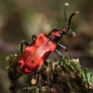 Lemodes coccinea at Paddys River, ACT - 9 Jan 2023 05:30 PM