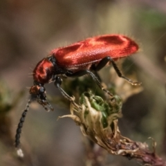 Lemodes coccinea at Paddys River, ACT - 9 Jan 2023 05:30 PM