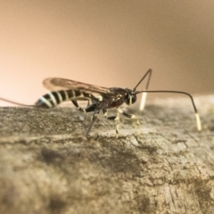 Labena sp. (genus) (An ichneumon wasp) at Paddys River, ACT - 9 Jan 2023 by patrickcox