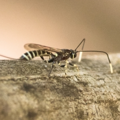 Labena sp. (genus) (An ichneumon wasp) at Tidbinbilla Nature Reserve - 8 Jan 2023 by patrickcox