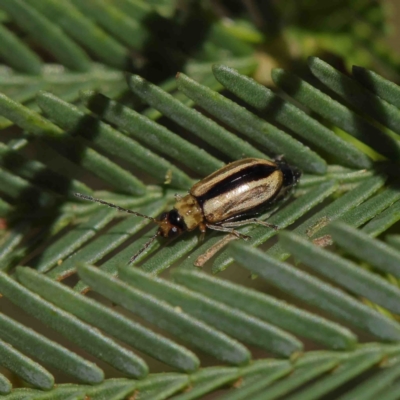 Monolepta froggatti (Leaf beetle) at O'Connor, ACT - 8 Jan 2023 by ConBoekel