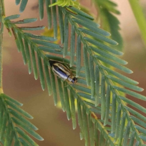 Monolepta froggatti at O'Connor, ACT - 8 Jan 2023