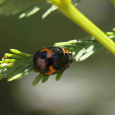 Peltoschema oceanica (Oceanica leaf beetle) at O'Connor, ACT - 8 Jan 2023 by ConBoekel