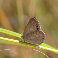 Erina hyacinthina (Varied Dusky-blue) at O'Connor, ACT - 8 Jan 2023 by ConBoekel