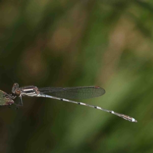 Austrolestes leda at O'Connor, ACT - 8 Jan 2023