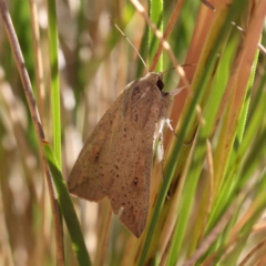 Mythimna (Pseudaletia) convecta (Common Armyworm) at O'Connor, ACT - 7 Jan 2023 by ConBoekel