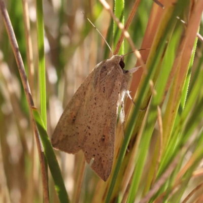 Mythimna (Pseudaletia) convecta (Common Armyworm) at O'Connor, ACT - 8 Jan 2023 by ConBoekel