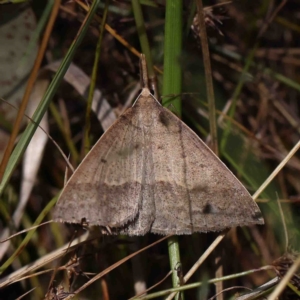 Epidesmia hypenaria at O'Connor, ACT - 8 Jan 2023