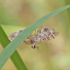 Nacoleia rhoeoalis (Spilomelinae) at O'Connor, ACT - 8 Jan 2023 by ConBoekel