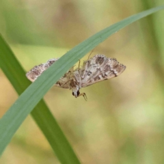 Nacoleia rhoeoalis at O'Connor, ACT - 8 Jan 2023