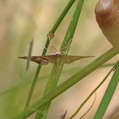 Nacoleia rhoeoalis at O'Connor, ACT - 8 Jan 2023