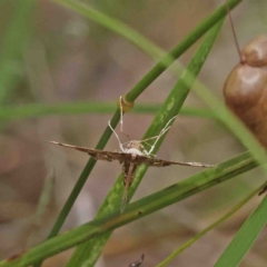 Nacoleia rhoeoalis at O'Connor, ACT - 8 Jan 2023