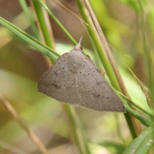 Nearcha nullata at O'Connor, ACT - 8 Jan 2023 11:41 AM