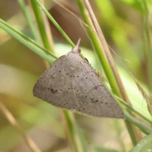 Nearcha nullata at O'Connor, ACT - 8 Jan 2023 11:41 AM