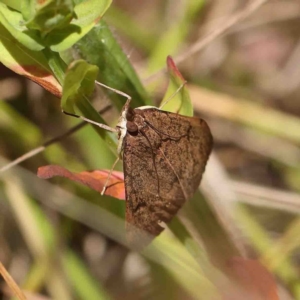 Uresiphita ornithopteralis at O'Connor, ACT - 8 Jan 2023